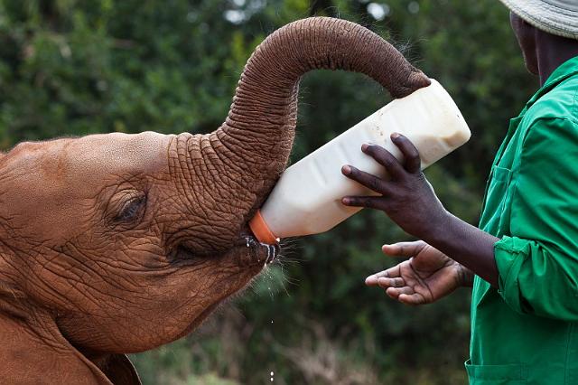 005 Kenia, Nairobi, Sheldrick Olifantenweeshuis.jpg